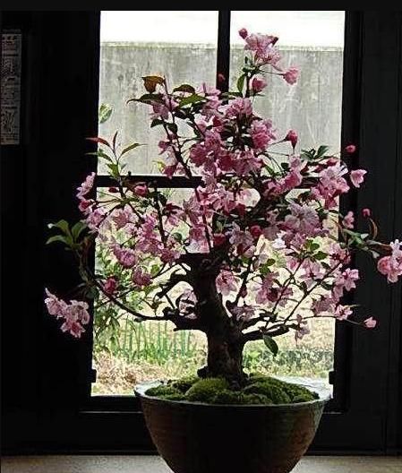 #水果蔬菜#阳台能养殖的盆栽水果,开花又结果,好吃好看,养殖简单新手能养