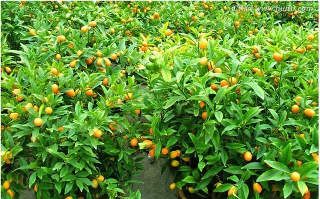 【着非常好】这些花快让家里买!摆在家里大吉大利,活力无限,还有品味!