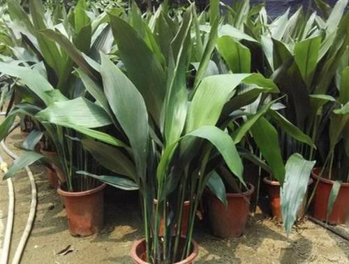 观赏价值：3种室内植物，看起来“太丑”，殊不知有作用，摆家里“吸甲醛”