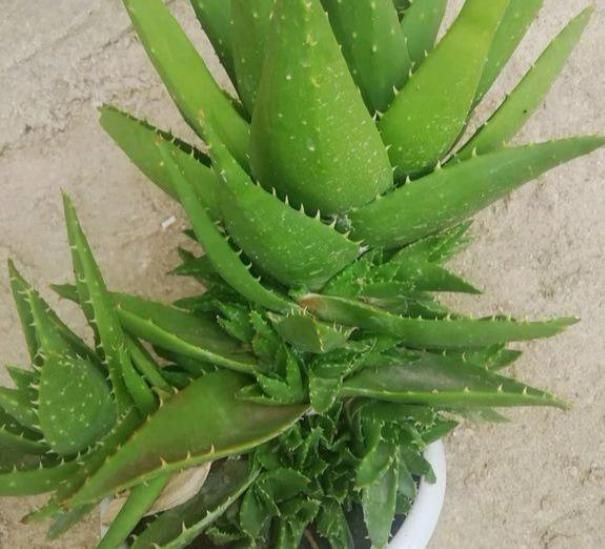  「够用」芦荟也能养成“树”，掌握3点就够了，养容养颜人变美，够用！