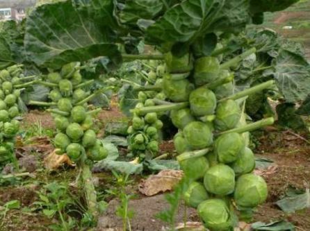  「抱子甘蓝」亩产量是4000斤，市场是10元一斤。它一年可以种两