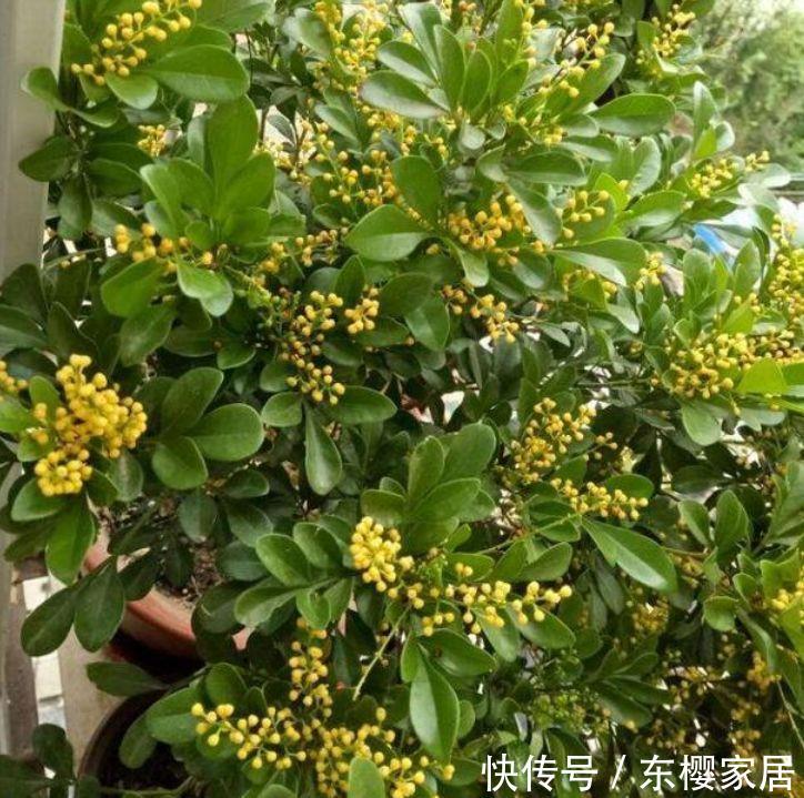  『米兰』喜欢养护花卉，就在家中养护5种花卉，开花量繁多，观赏价值高