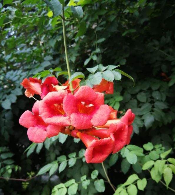 『行血』此花,有行血去瘀、凉血祛风的功效,也具观赏价值。