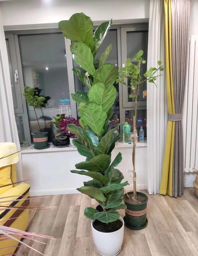  #散射光好#3种树，每月砍1刀，呼呼疯狂冒新芽！