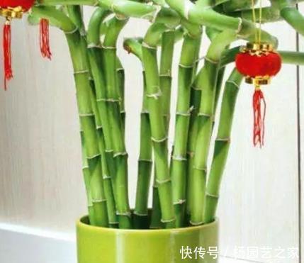 技巧|家养富贵竹总是黄叶长不好?学会这三个小技巧,轻松长成绿森林