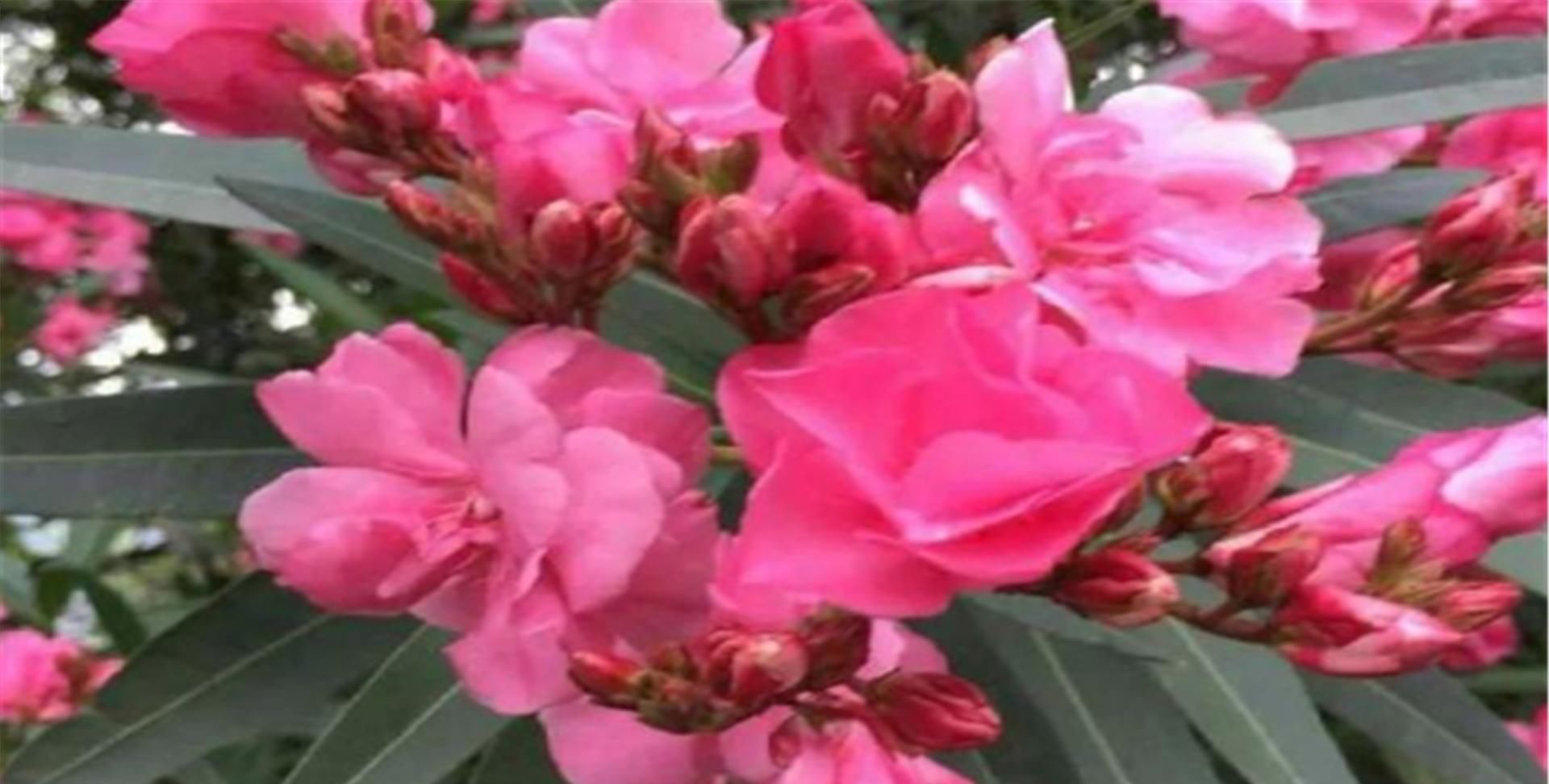  『绿色植物』为大家普及六种有毒花，看见绕道走，千万要当心哦！