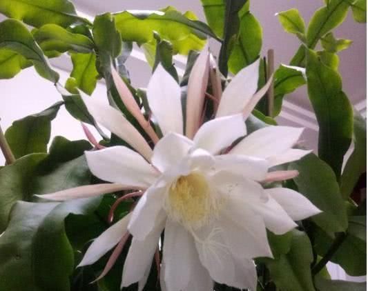  浇水：昙花不会养？做好这几点，让它安全度夏！