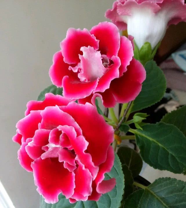  大富贵：超级好养的盆栽花，一片叶子就能长成一盆，颜值“爆表”花期又长！