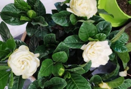  「油绿」栀子花有4个“喜好”，满足它，叶片四季油绿，开花又大又多