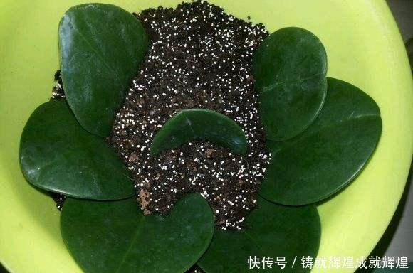  土里■这些根本不用打理的绿植，随意往土里一丢即可长出花园，你养过吗！