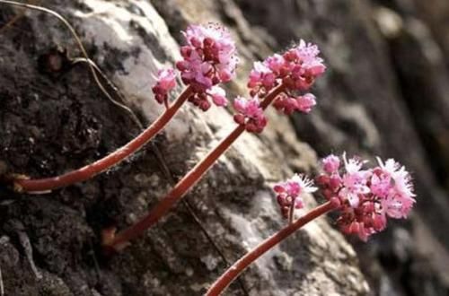  『植物』在石缝里，1种植物开出“粉色花朵”，被称为“岩花”，珍贵！