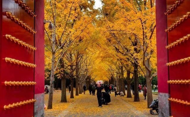 金秋不出门要后悔!北京秋天必打卡之地,美得窒息