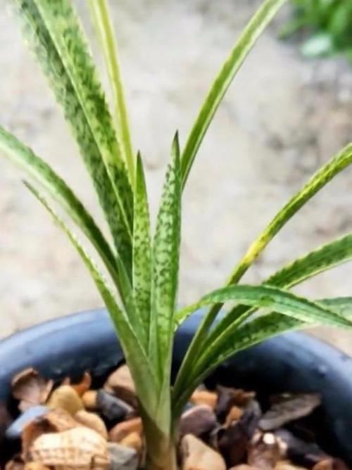  #丝状#兰花植料中生出的“白色丝状物”是病菌吗？怎么处理？