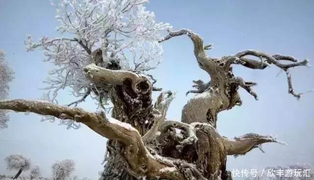 额济纳旗下雪了！雪后的白色胡杨林，惊艳了所有人！