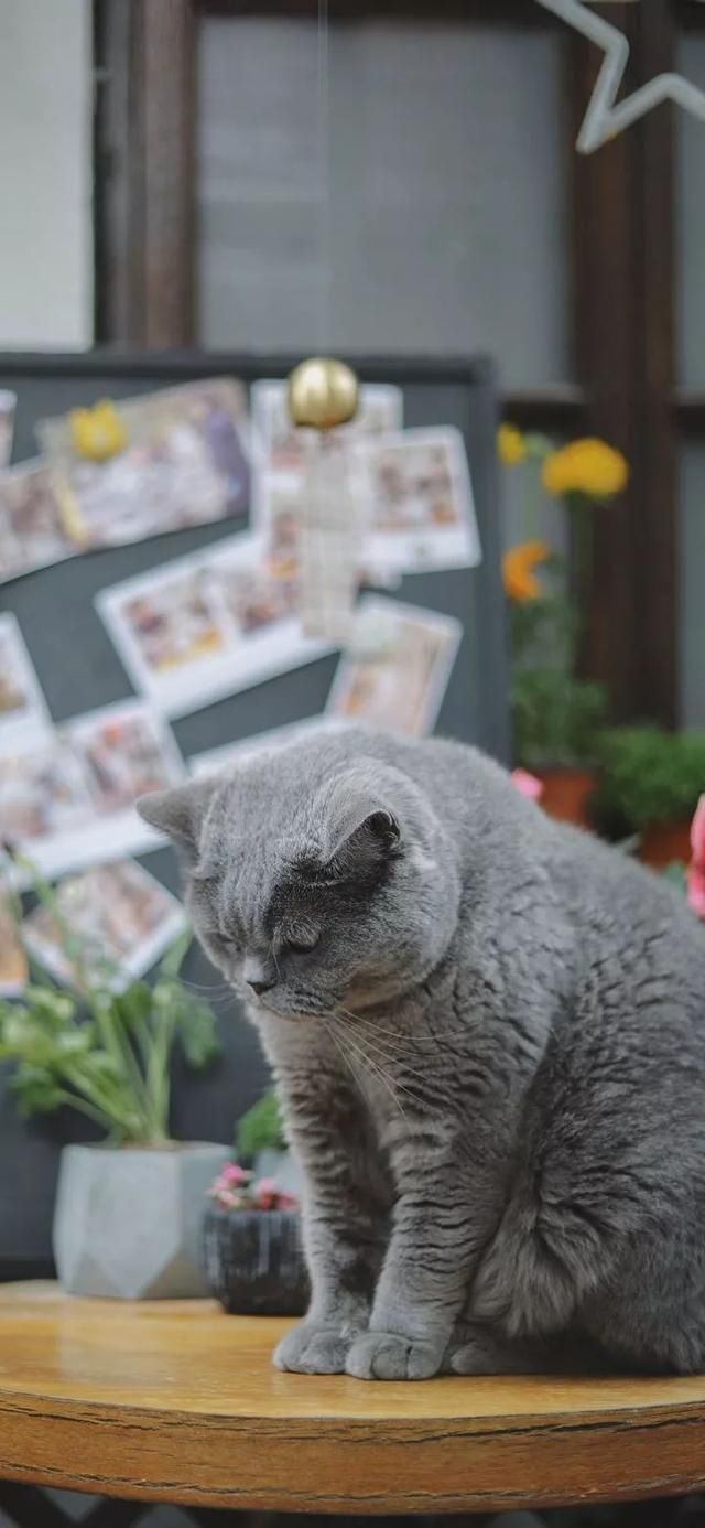  『星球』80张超可爱的猫咪壁纸丨我来自喵星球，来地球只是为了遇见你