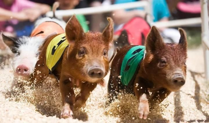 重磅！河南发现8000年历史的新石器时代遗址，又一个超级景区将诞