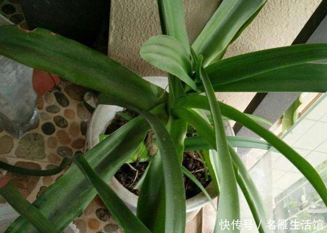  万年青@养殖虎眼万年青该怎么浇水？弄清前提、时机，植株越长越旺