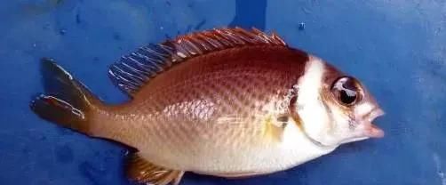  「东山叫红」46种海钓常见的鲷类鱼，最后一种高价的鱼原来也是鲷鱼，才知道