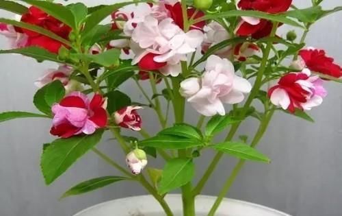 种子@凤仙花怎么养？“6个”方法从小苗到开花，种子熬成药治“狐臭”
