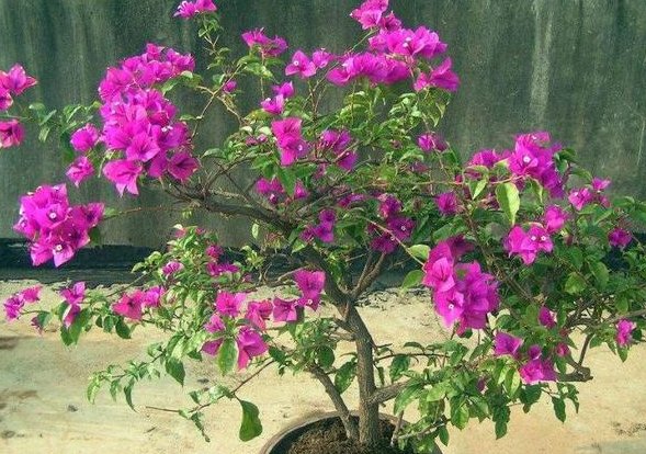  「扦插」学会这种“扦插法”，仅用三角梅的“一根枝”，养出一整盆！