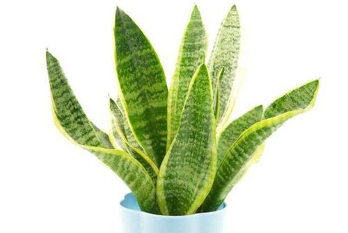 【虎皮兰长】虎皮兰怎么养护才能叶片肥厚、油亮,蹭蹭蹿爆盆?