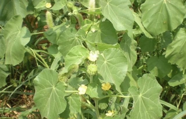  「顽强」在路旁、荒地，有1种顽强的“野草”，被称为“苘麻”，珍贵！