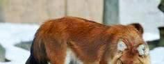  凶狠@它外形近犬，却残暴极其，老虎狮子豹子都怕它，最凶狠的犬科动物！