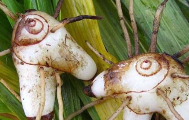 村民们不识货当杂草，其实是名贵药材，如今一斤520元