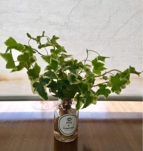  『时髦』给花换个时髦养法，天天浇水都不怕，养10年都没问题！