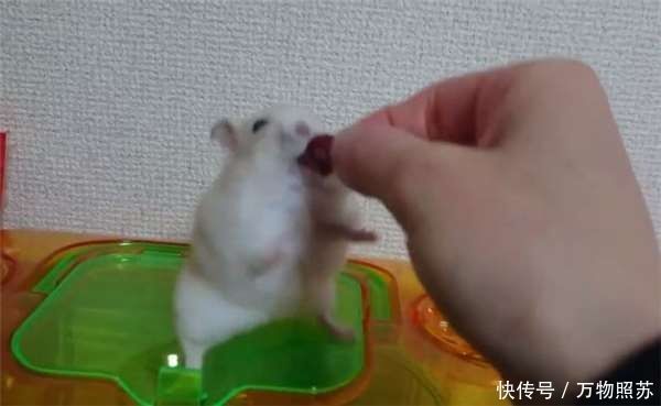 【主人】主人在放饭时拿食物逗弄仓鼠 有骨气的它在下一秒不肯吃了