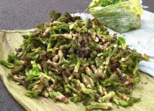  救命：北方1种树上野菜，曾是“救命粮”，如今成高价菜，一斤卖