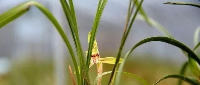  温度■兰花什么时候开花，谁说了算？这样说你就明白了