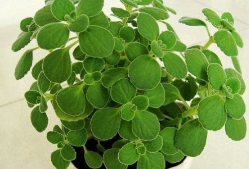  【家里】家里通风不畅有异味？种上4种花卉，空气自然清新，比开窗还管用