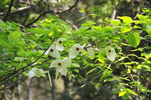  『植物园』太美，快去看，枝头飞舞一片“白鸽”，植物园的“活化石”开花啦