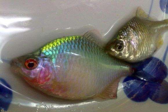  『肚子』小时候最讨厌钓到鳑鲏鱼, 离水几分钟就会烂肚子