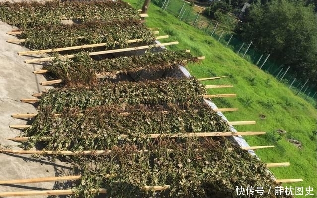  「纯野生」农村有气味的野草，一般人吃不惯，殊不知它价值珍贵