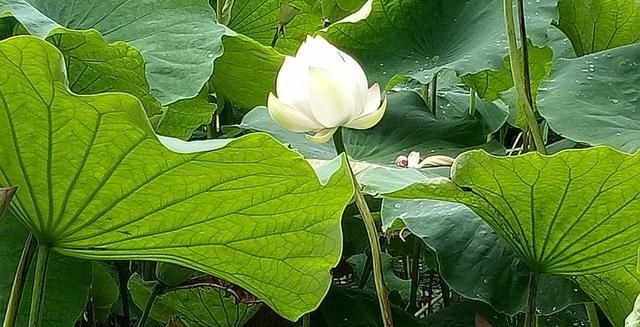  莲藕■农田里长出的“宝贝”，知道是什么吗？其实你每天都有见过