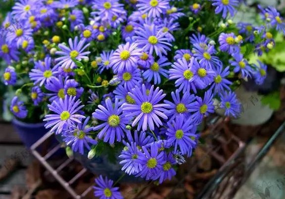  溢满■这些花朵养护简单易爆盆，养在客厅里，清香溢满屋