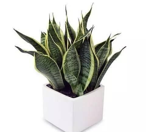  『植物』远离植物杀手，你需要这12种植物