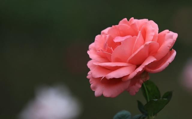  [好学]月季花得了白粉病不要急，这样治疗简单好学