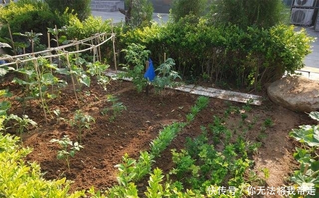  [蔬菜]为啥宁愿种草也不让种菜 农村人想不通