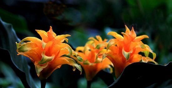  『养盆』喜欢植物，不如养盆“金花竹芋”，花叶美丽，观赏价值高！