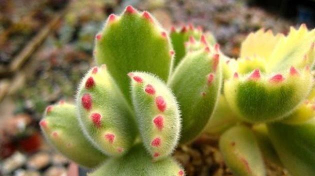  「高温」这些多肉植物，夏天别买，高温难养活！