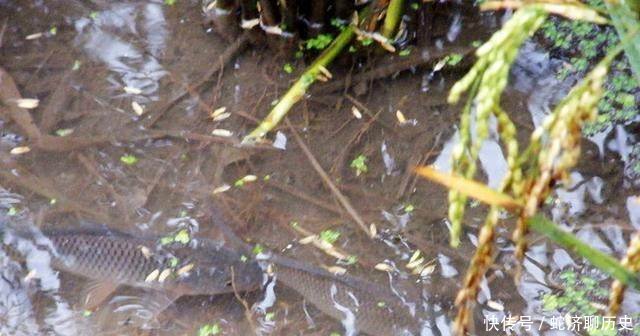 农民偷偷在稻田里养它,现在每亩多收三千块！