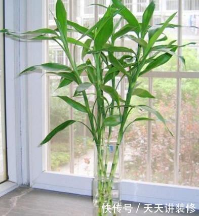  【阳光】房间阳光不充足，就养这3种“耐阴植物”，再“阴”也能蹭蹭长！