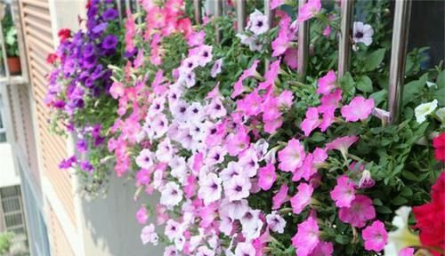  「适合」5种藤蔓植物，每一种都适合在阳台养，挂起来像瀑布一样，有气势