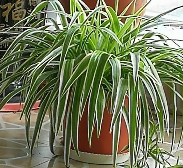  『种绿叶』来点绿叶养养眼，这几种满盆，长势真是旺