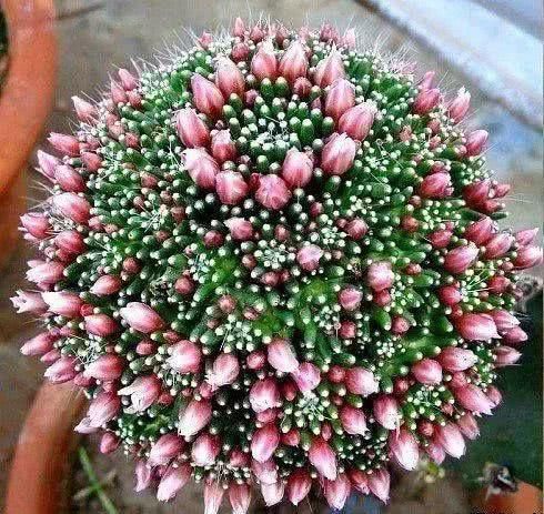  『开出的花』非常罕见的仙人掌，一起欣赏！