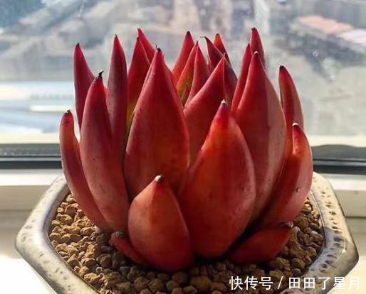  现烂根的情：夏季养多肉，4个正确“姿势”，帮它度过“生死劫”！