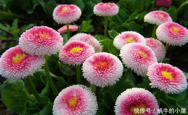 『春天』春天来了,用两种方法把你的雏菊唤醒,让它准备开花吧